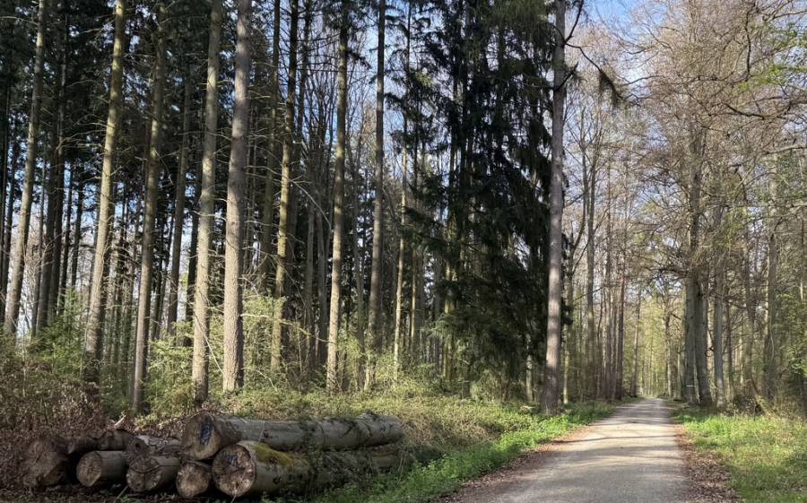wald